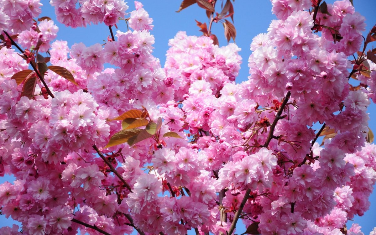 Сакура черри блоссом