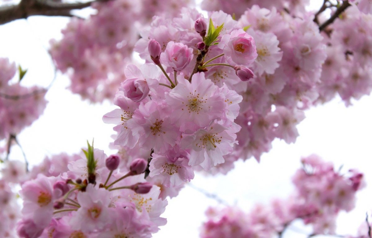 Сакура Ошидори соцветие