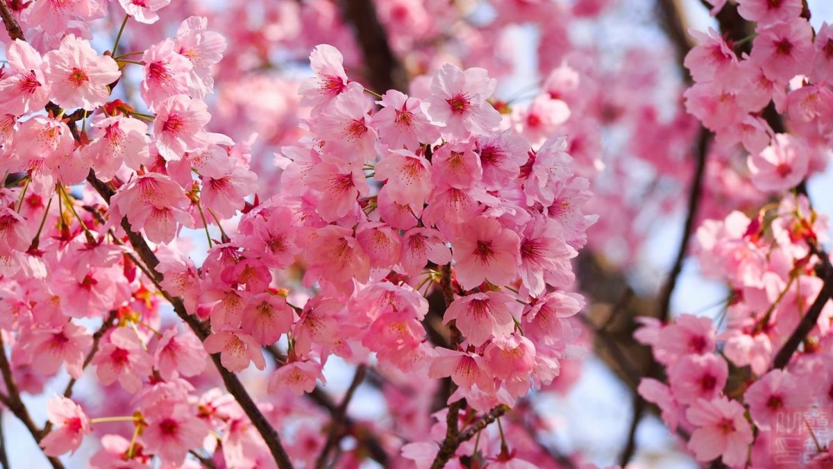 Акация Сакура