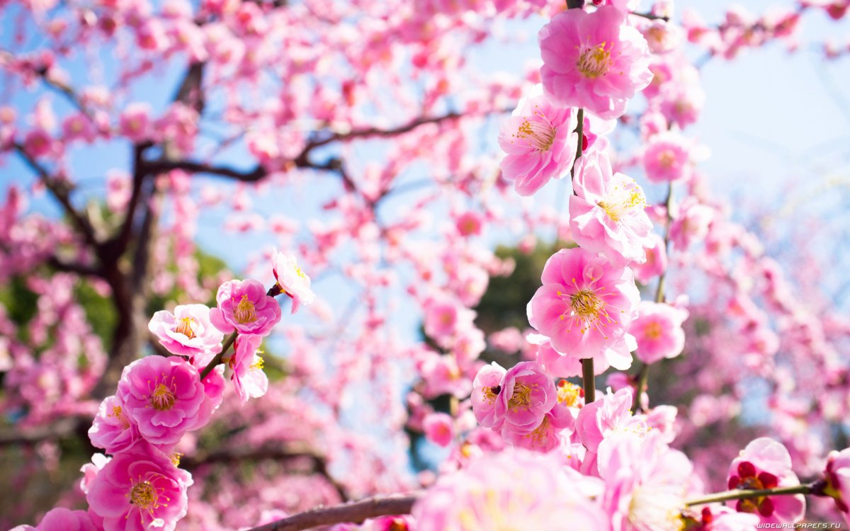 Сакура цветение растения