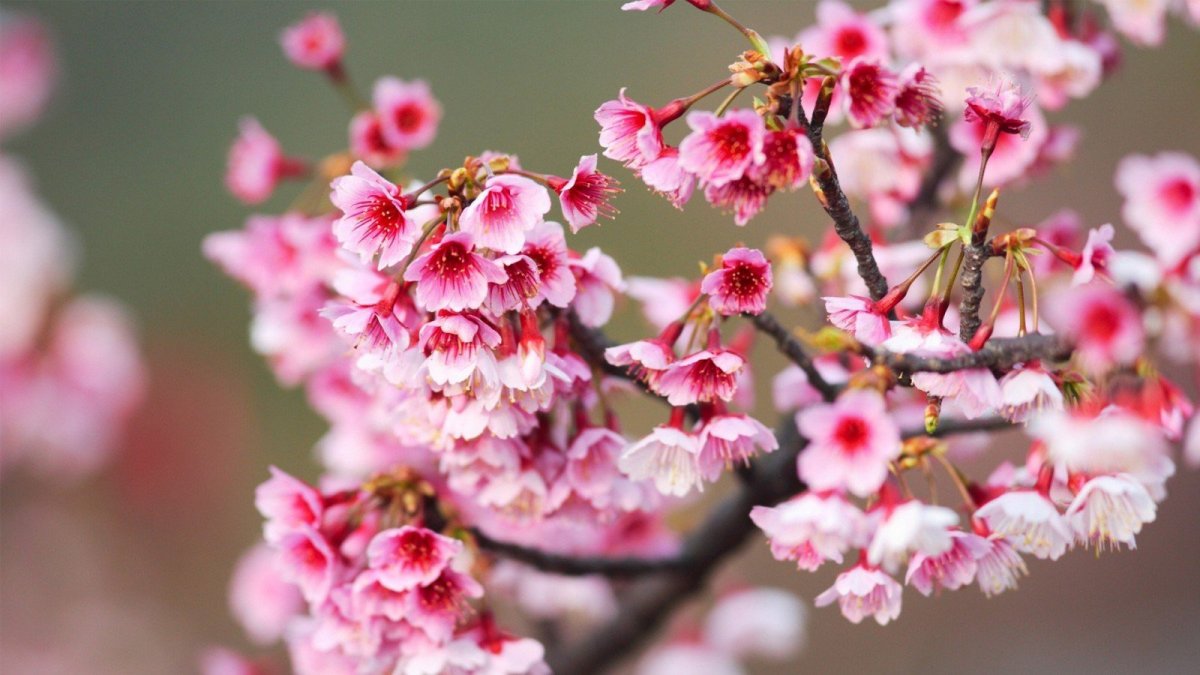 Цветущая Сакура