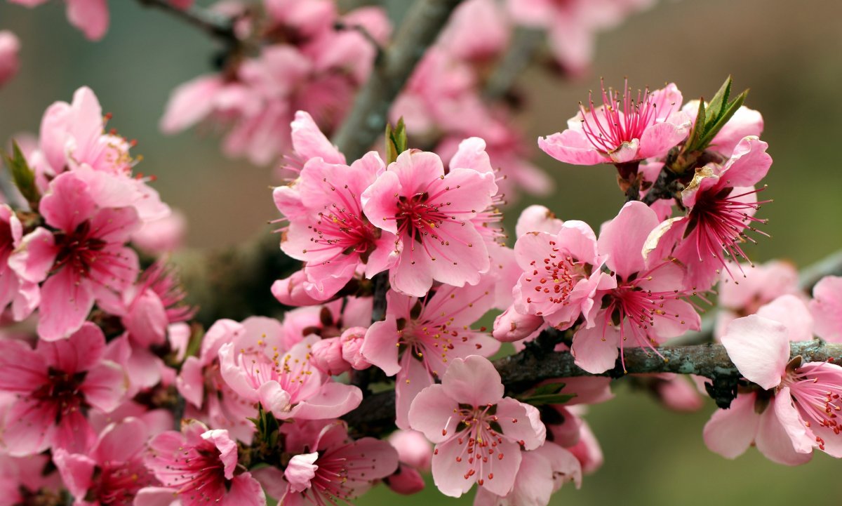 Сакура цветение растения