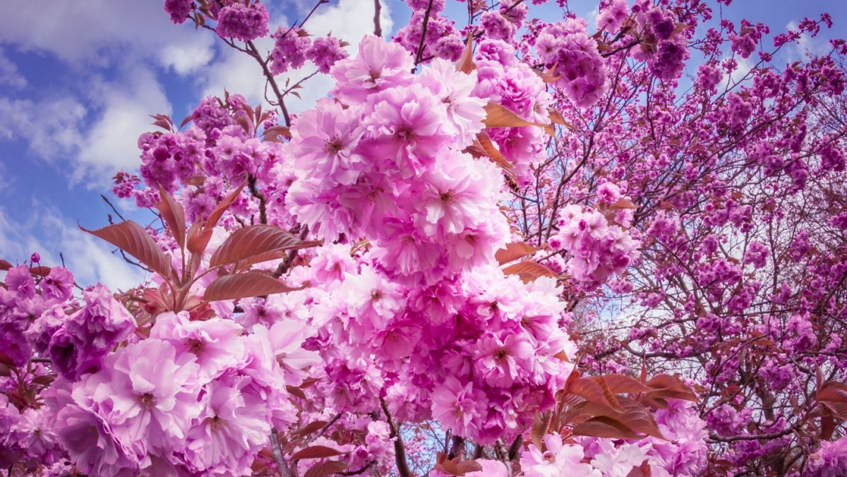 Сакура картина