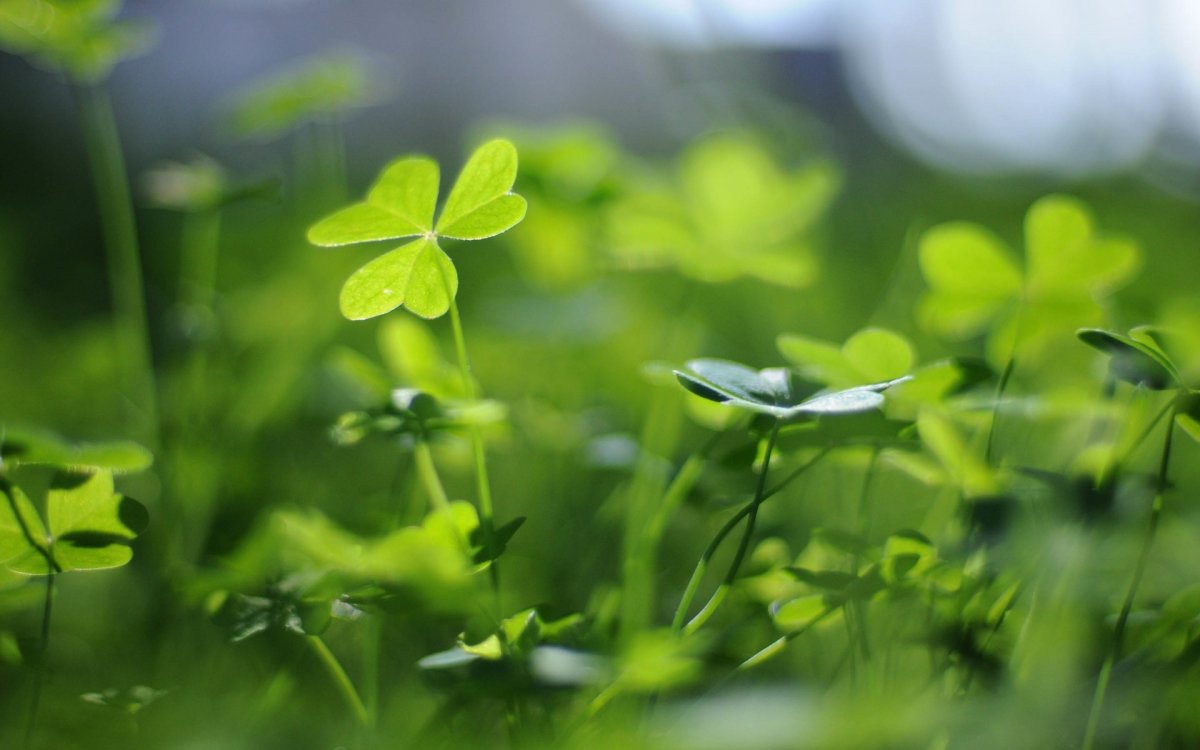 Клевер макро