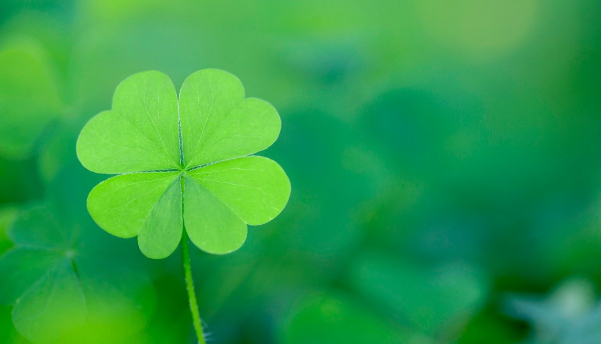 Красный четырехлистный Клевер