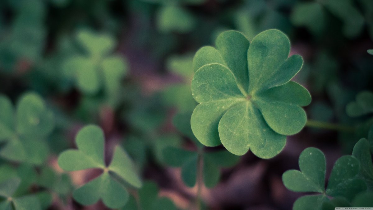 Клевер четырехлистник