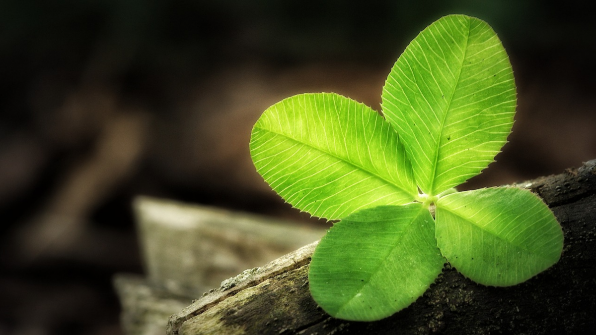 Четырёхлистный Клевер символ удачи