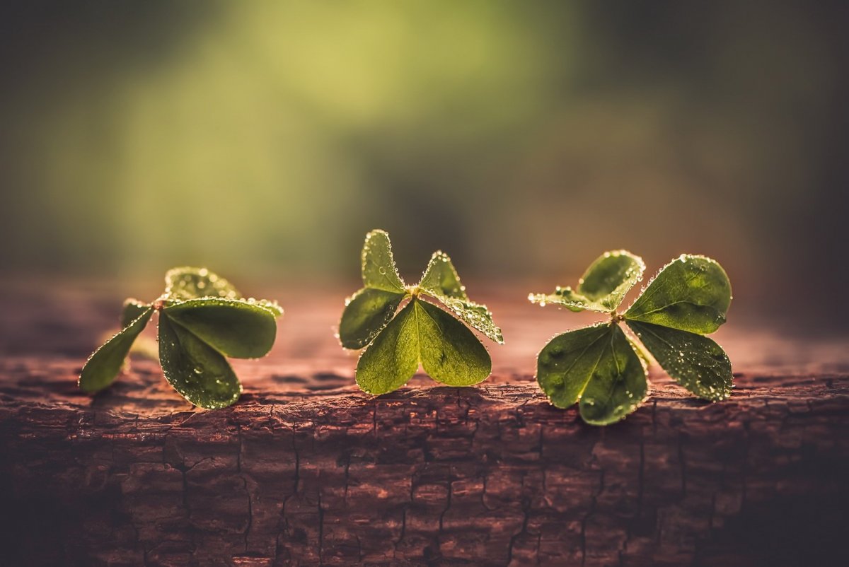 Макрофото Клевер