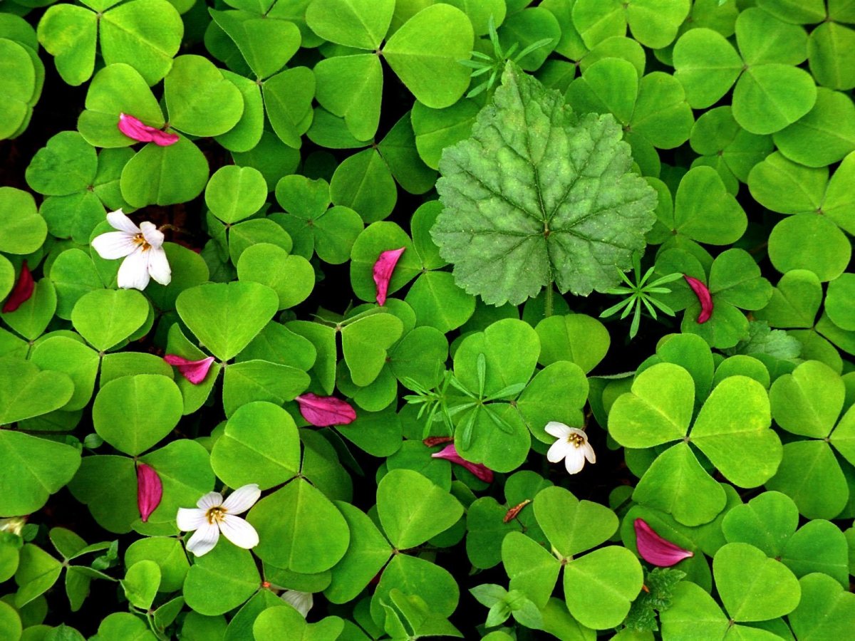 Четырехлистный Клевер растение