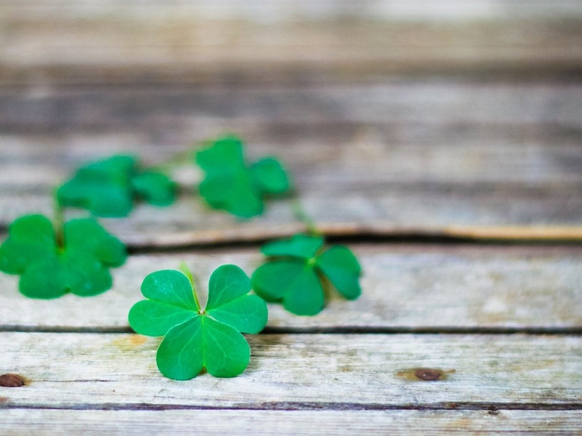 Четырехлистный Клевер HD