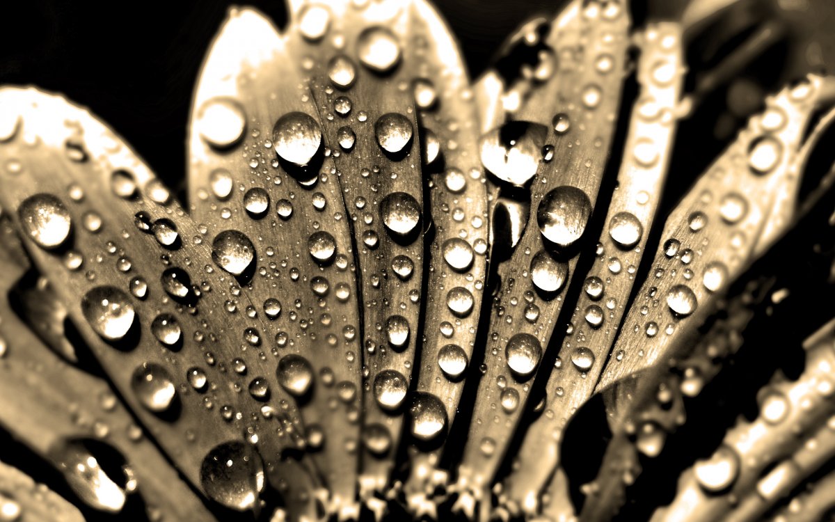 Капли воды Макросъемка