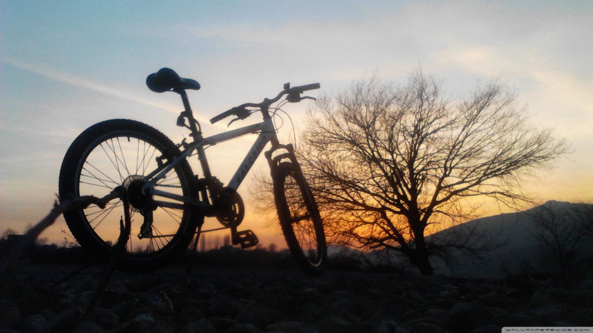 Велосипед в кустах