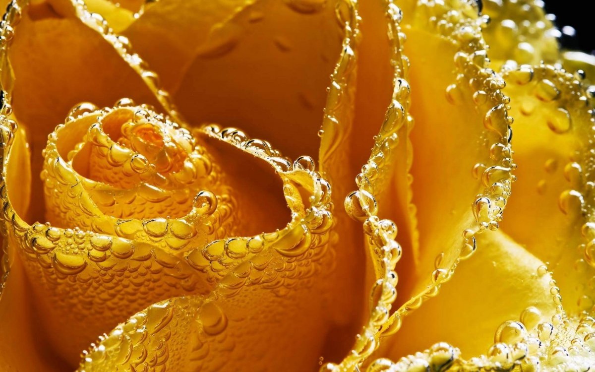 Золотистые цветы