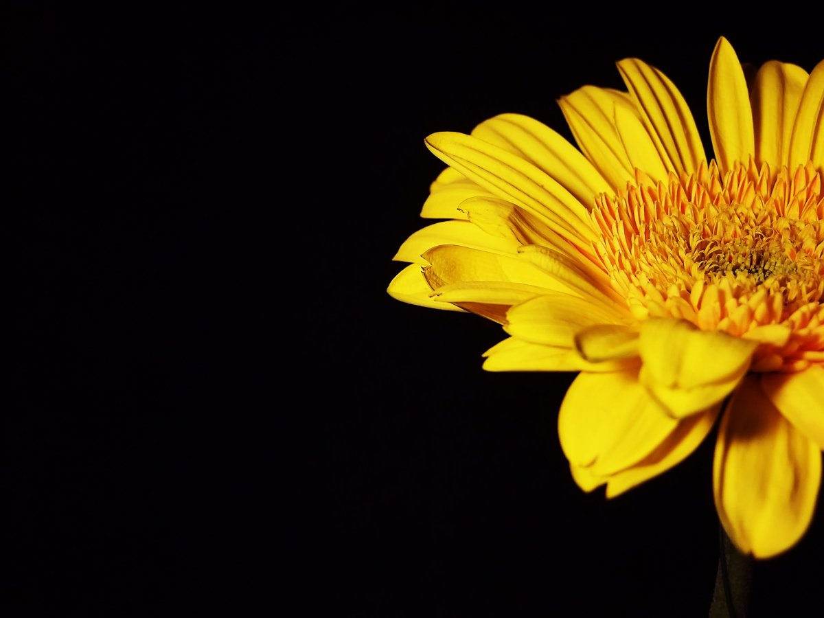 Красивые желтые цветы