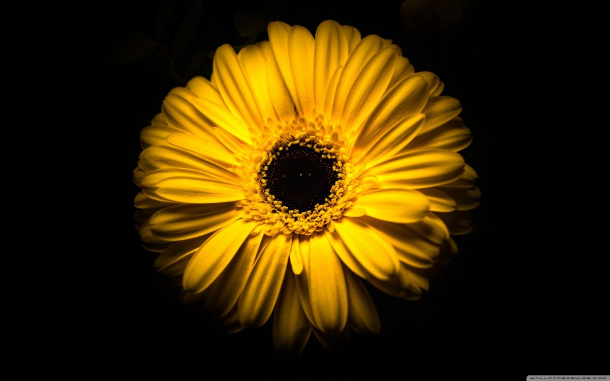 Желто черный