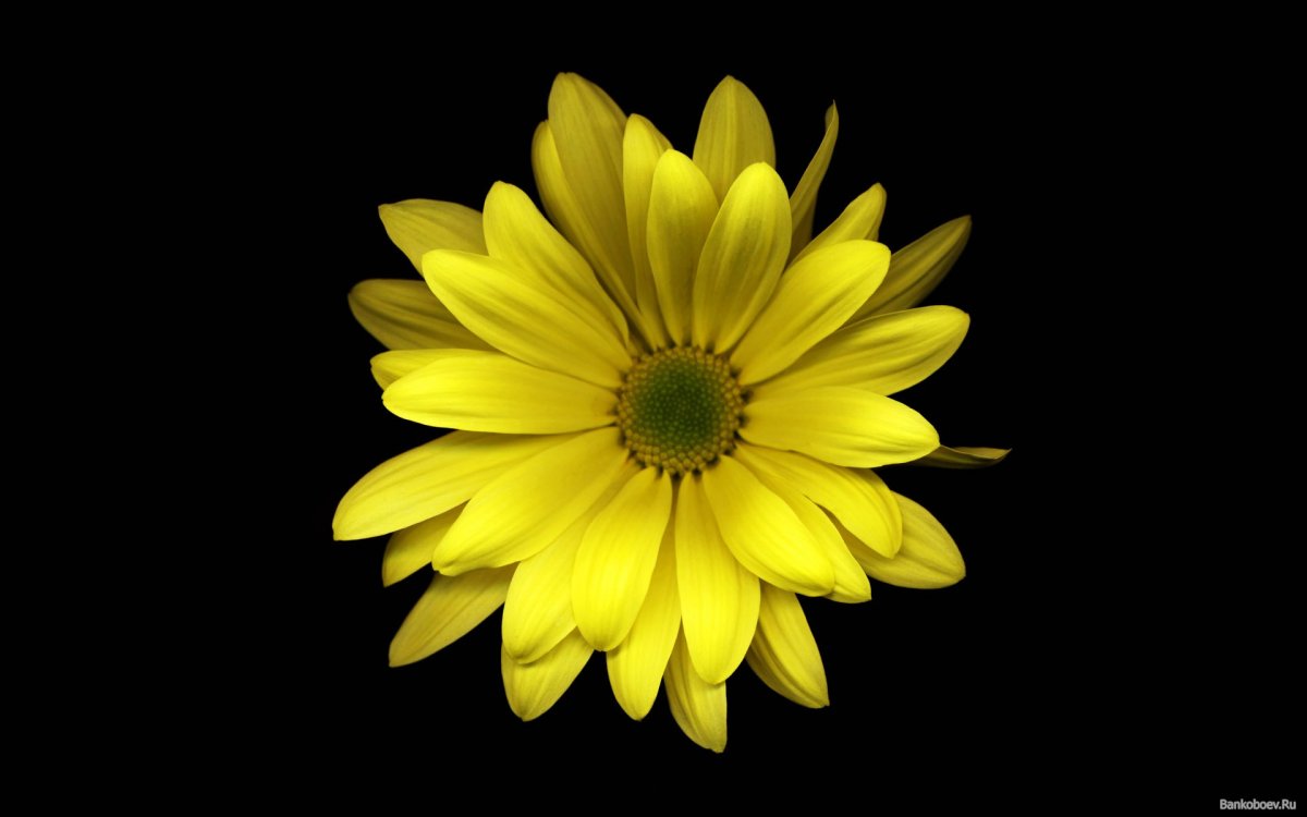 Цветочки на черном фоне