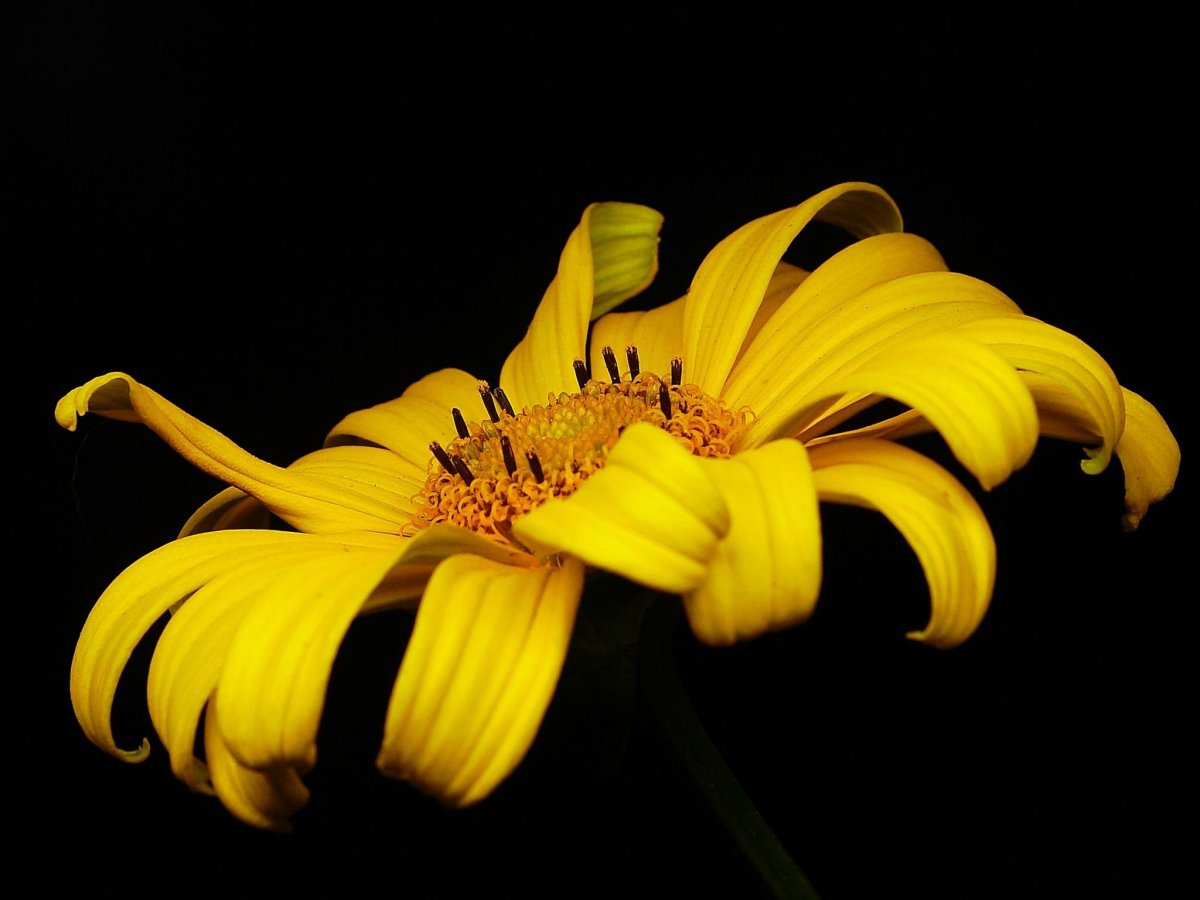 Желто черные цветы