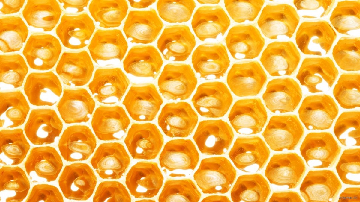 Соты пчелиные