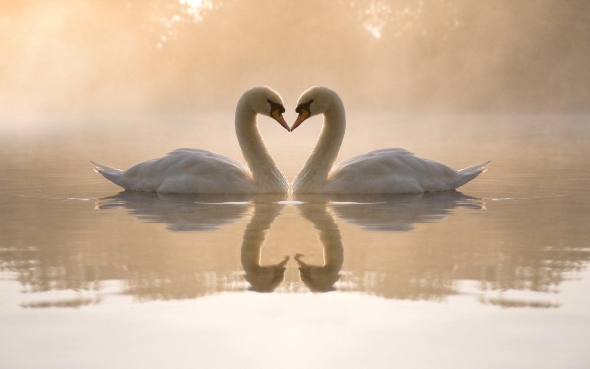 Доброе утро лебеди