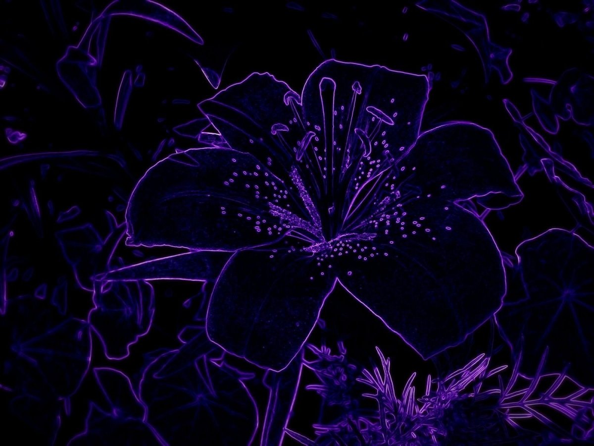 Неоновые цветы