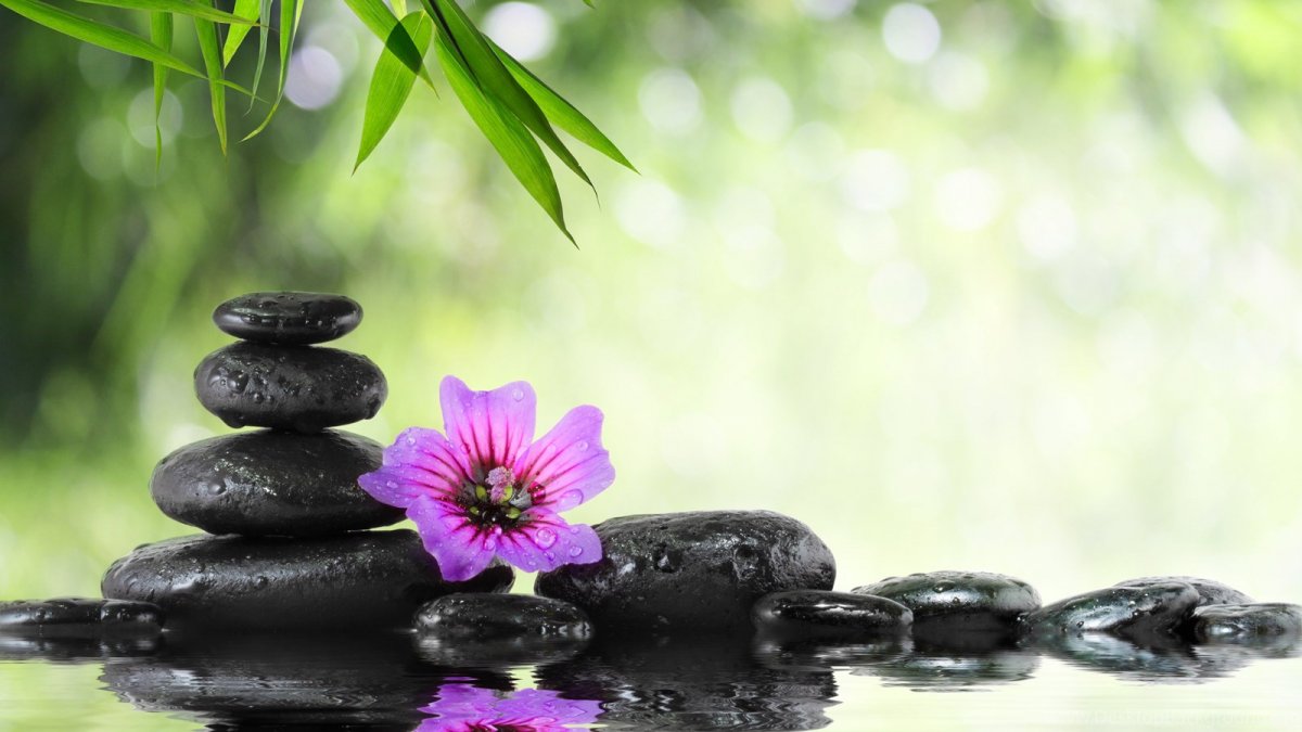 Лотос фен шуй