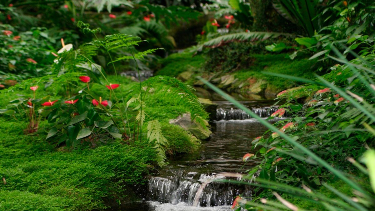 Ручей в лесу