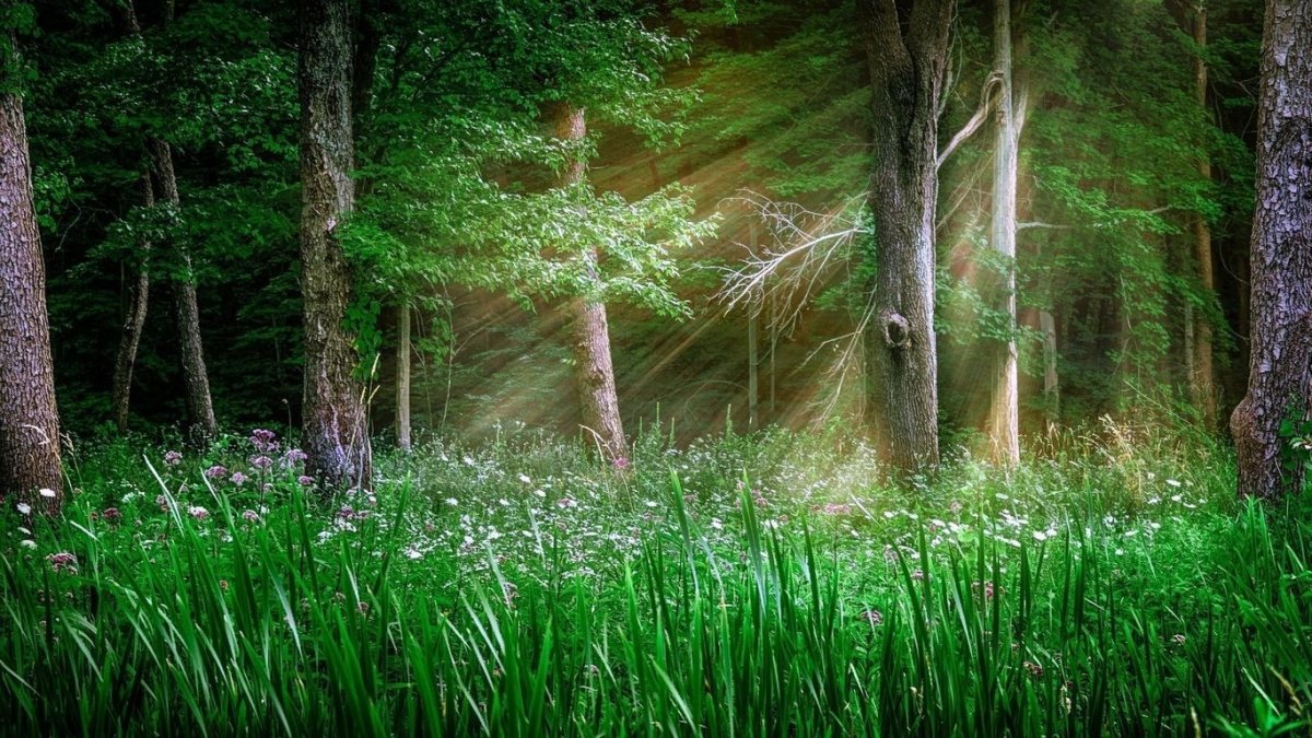 Красивые зеленые леса