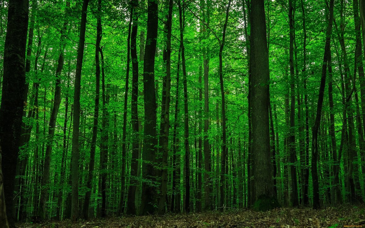 Красивые зеленые леса