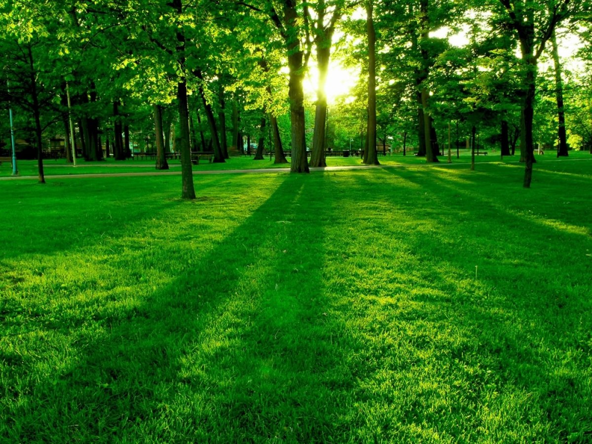 Утренний лес