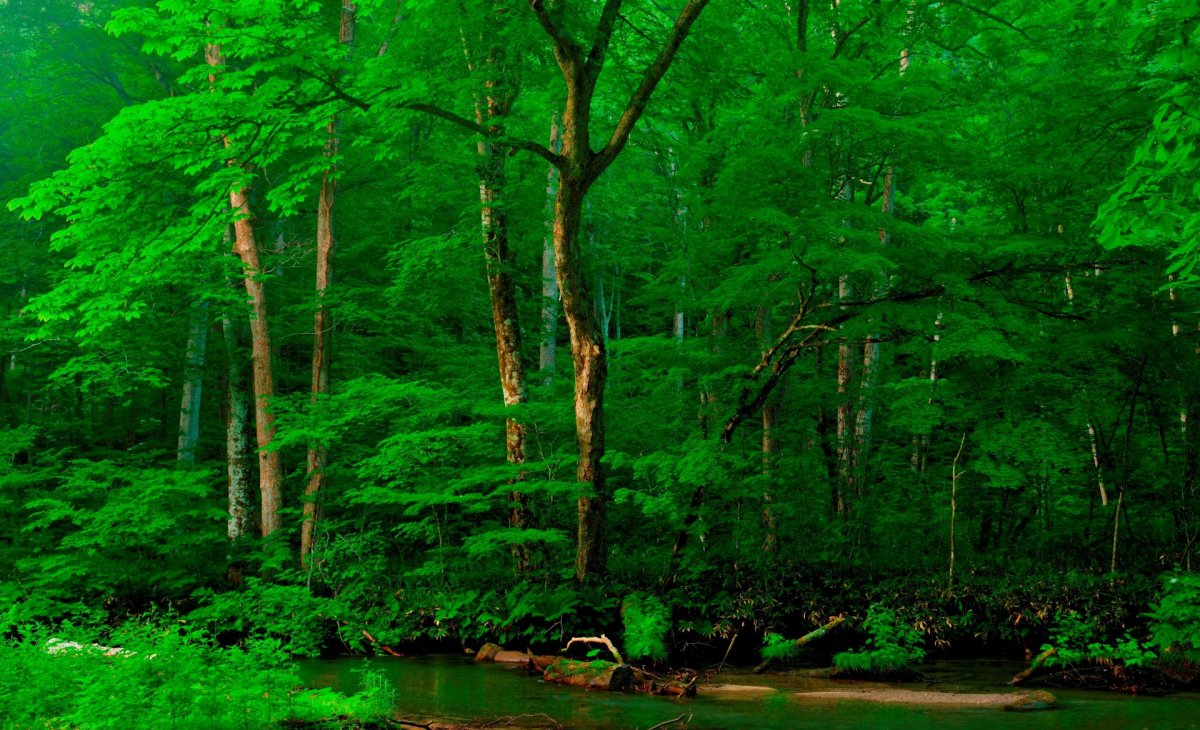 Красивый лес