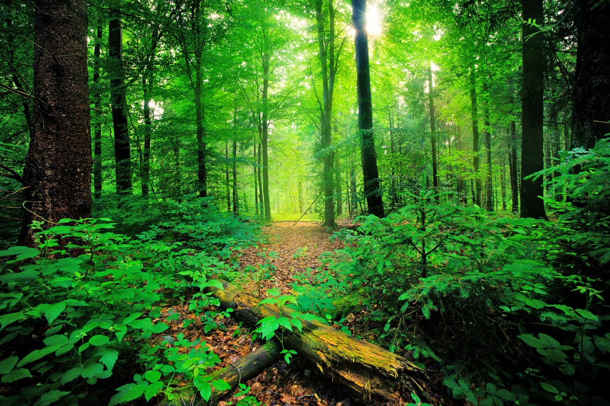 Бамбуковый лес Сагано Япония