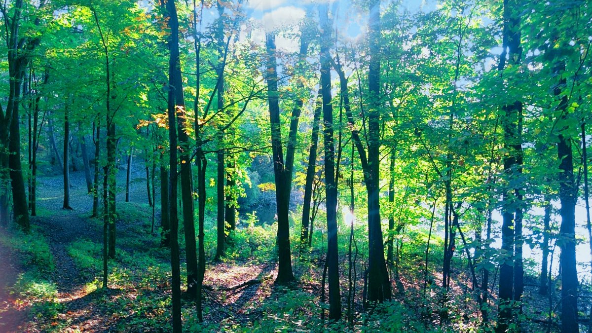 Дорога в синем лесу