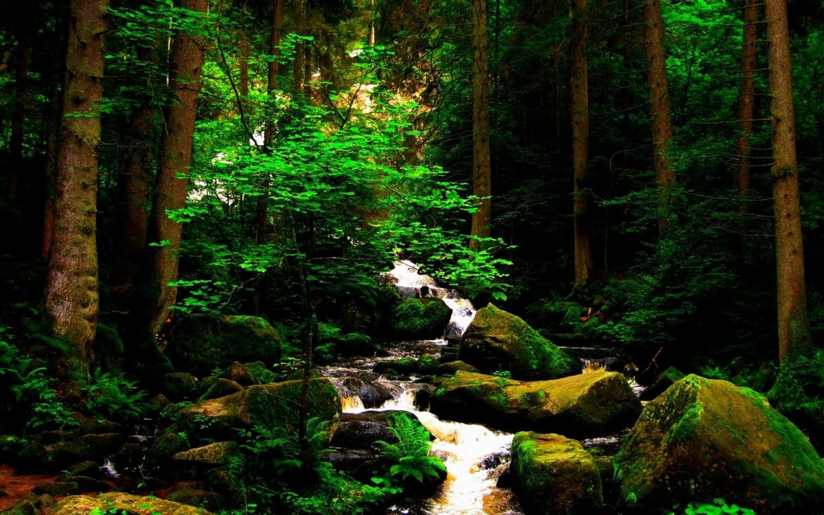 Лесные тропы Шварцвальд