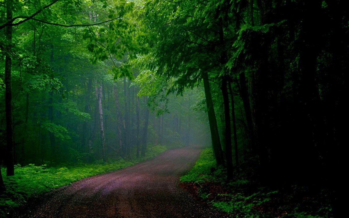 Салатовый лес