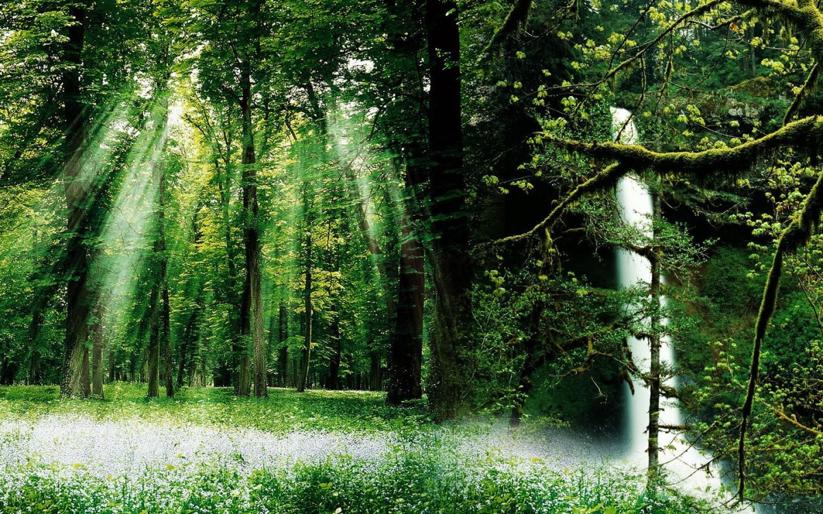 Зеленый лес