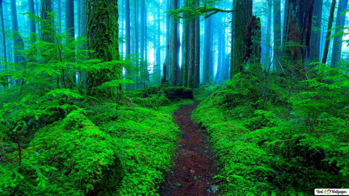 Зеленый парк