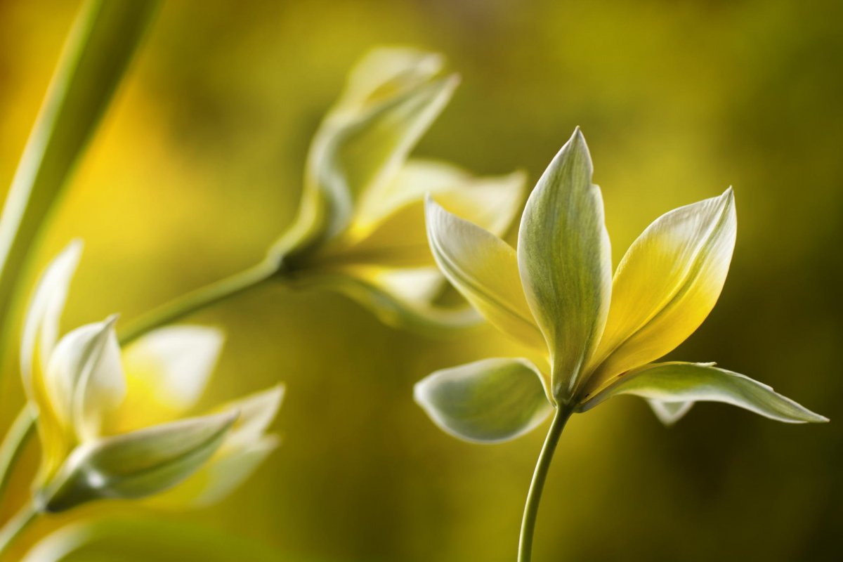 Оливковые цветы