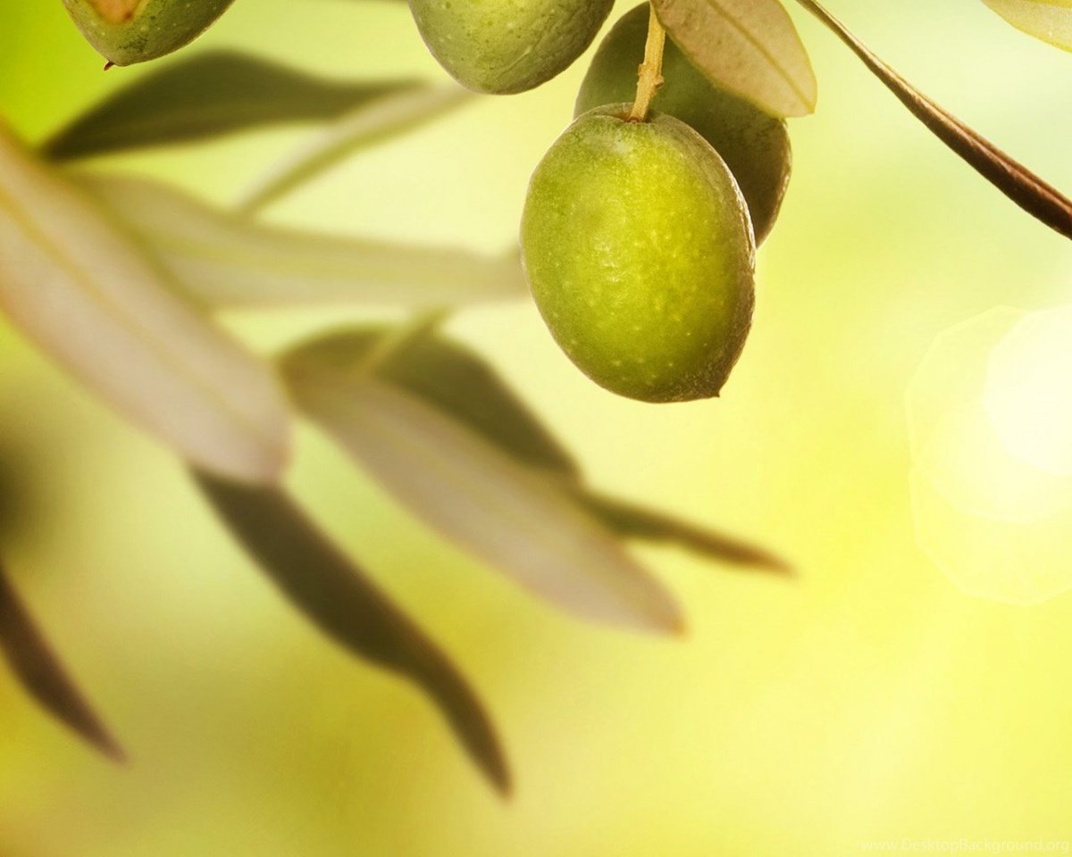 Олива макро