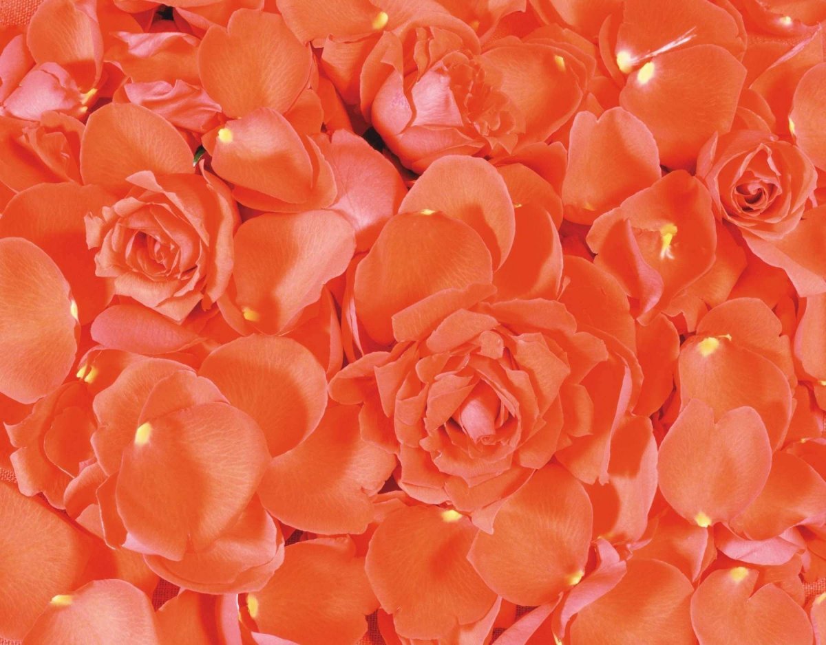 Розово-оранжевый цвет