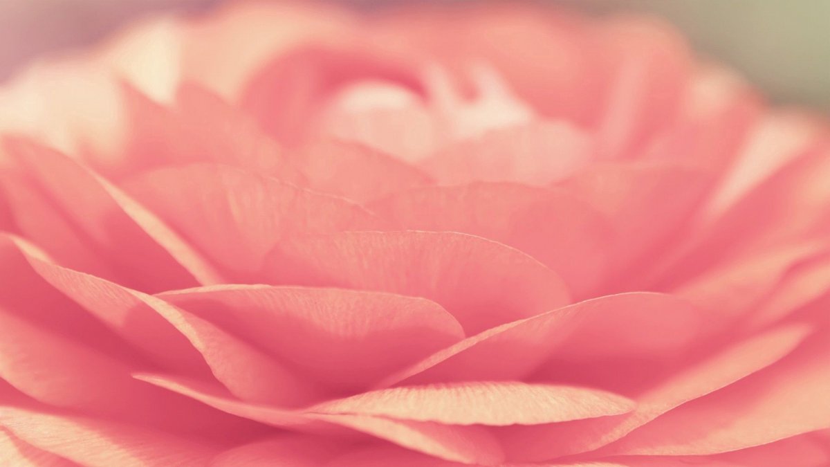 Светло коралловые обои