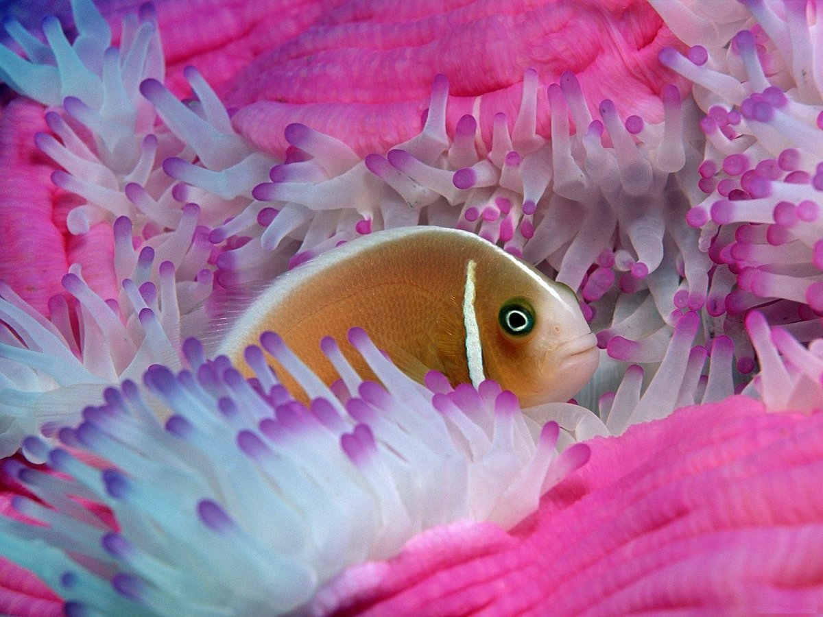 Pink Skunk Clownfish