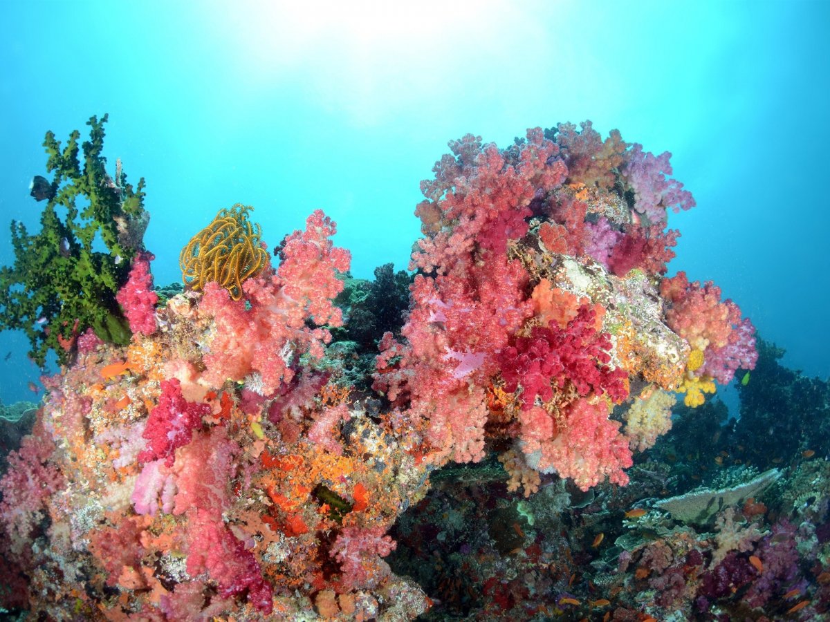 Водоросли кораллового рифа