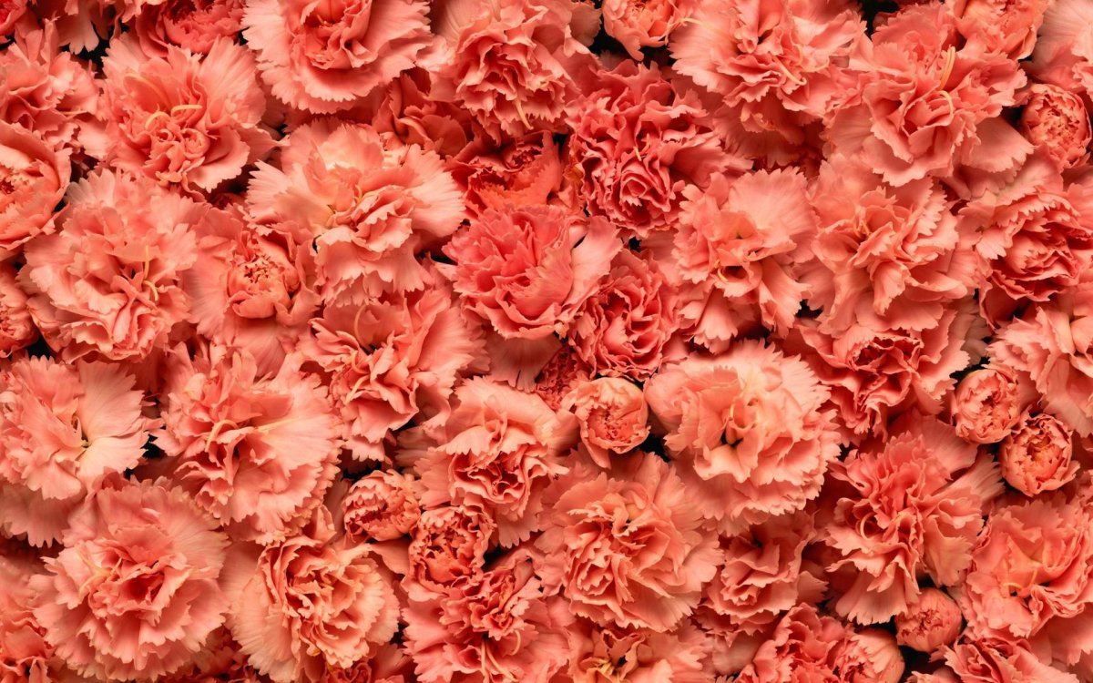 Диантус розовый