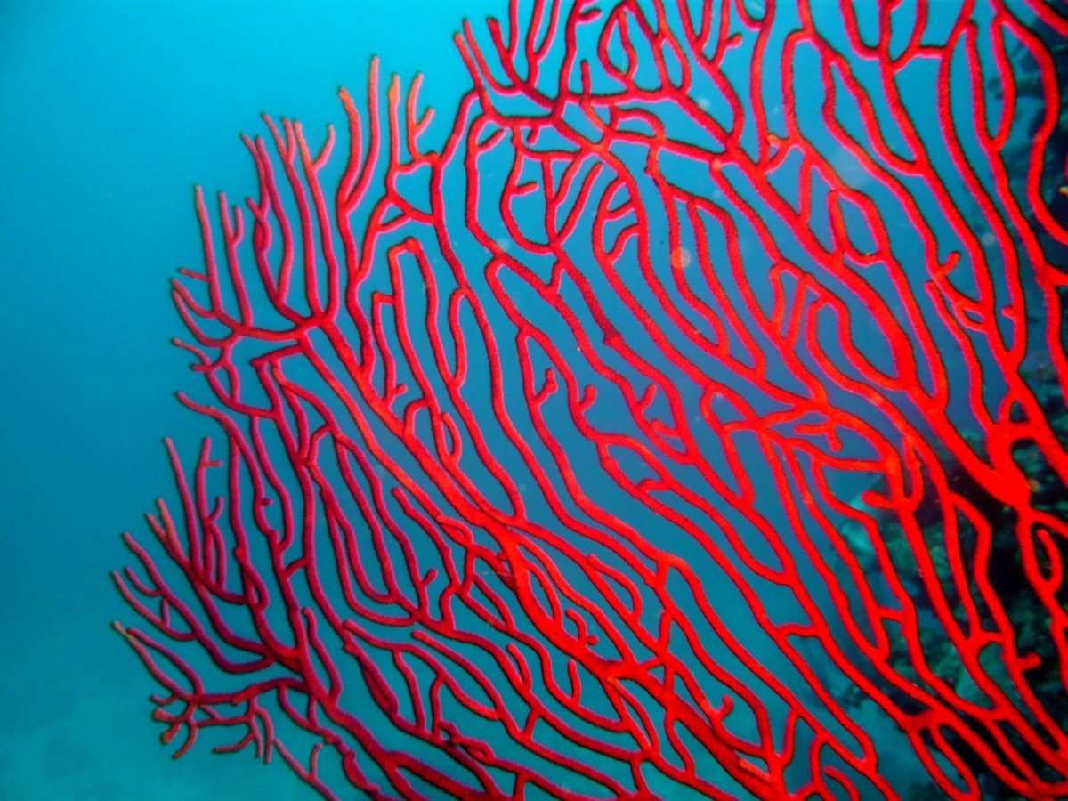 Текстура кораллов