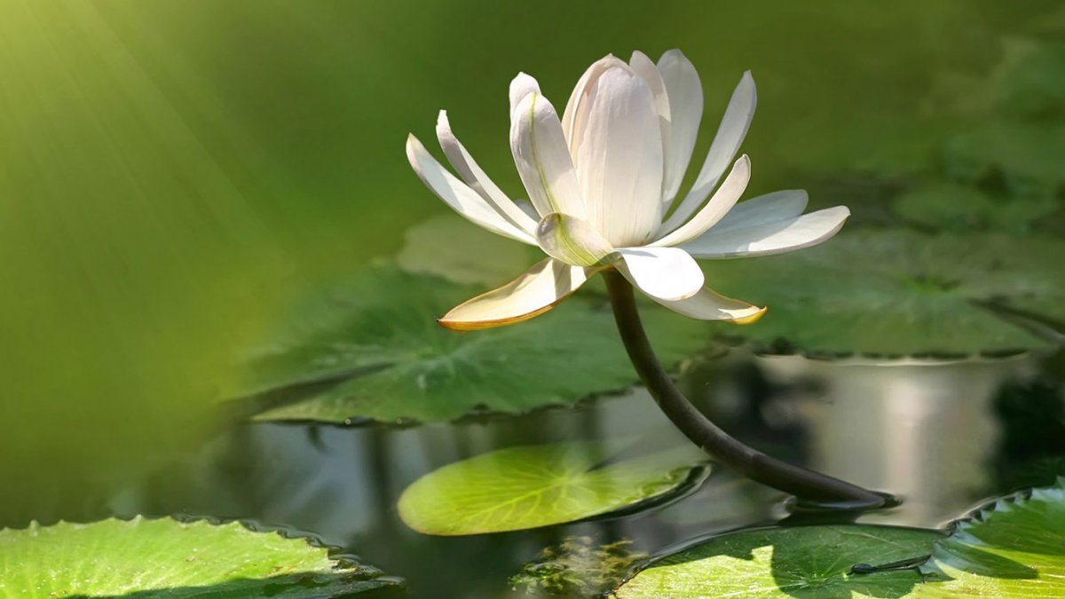 Телевизор Supra STV-lc40t500wl 39" (2016)