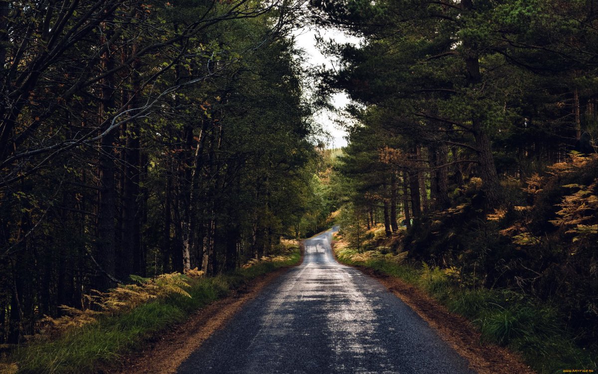 Дорога в лесу