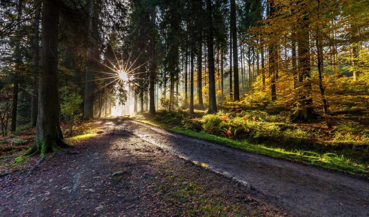 Развилка в осеннем лесу