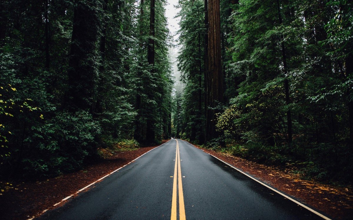 Лес с прямой дорогой