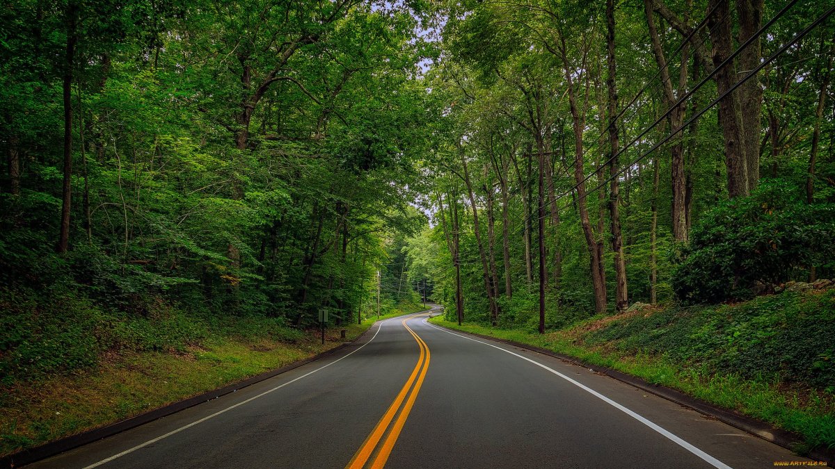 Обои дорога в лесу