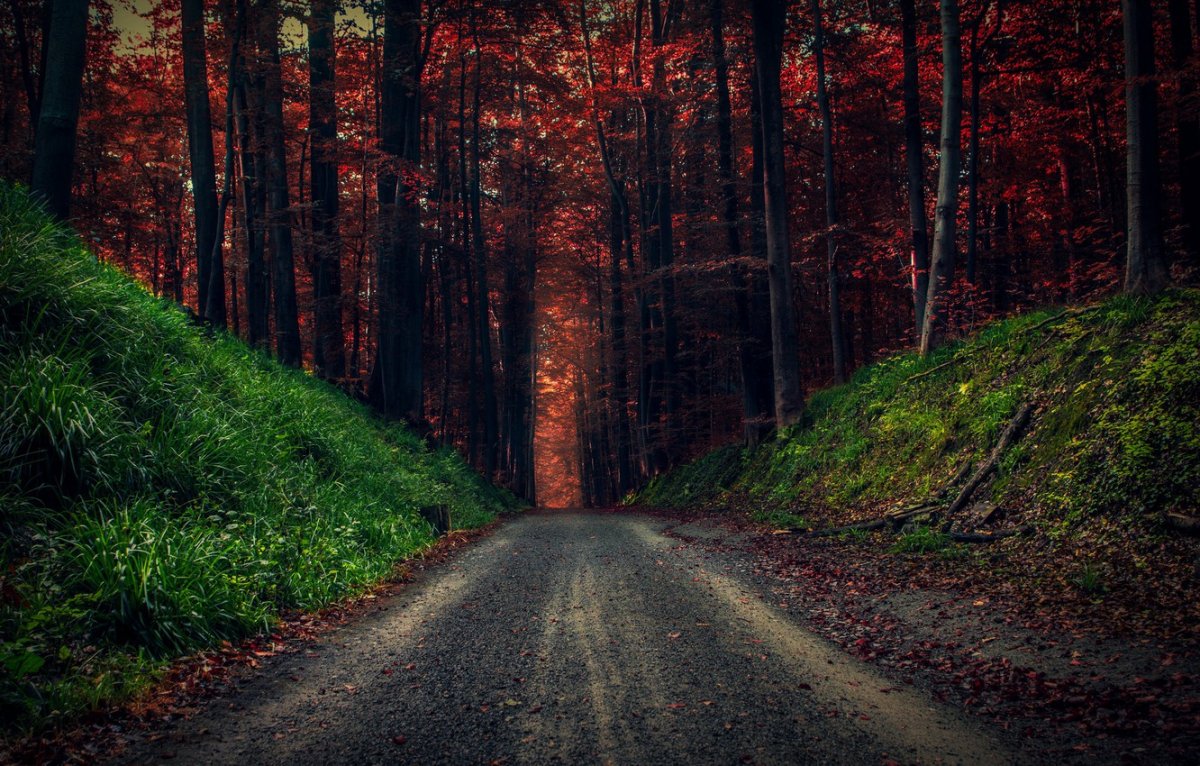 Дорога в лесу